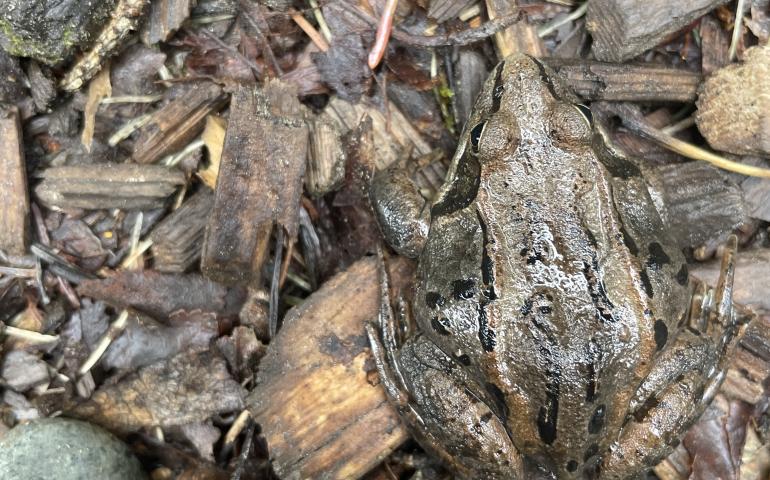A brown and black frog rests on the forest floor