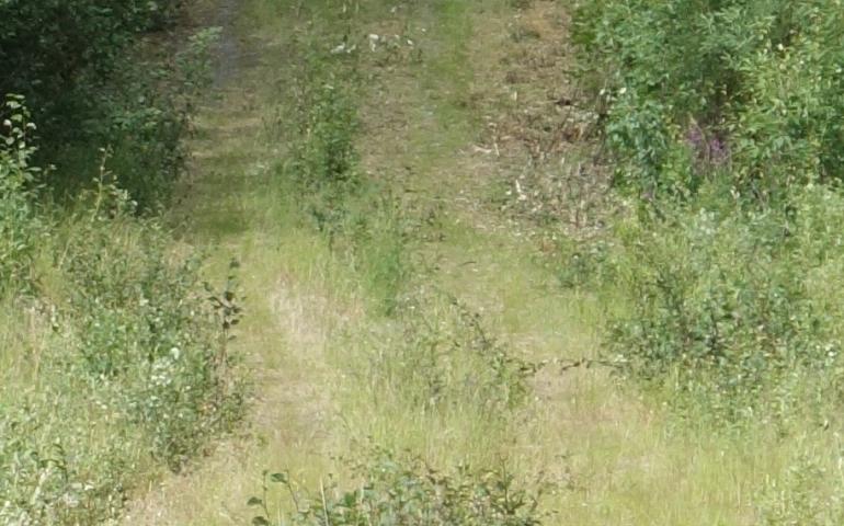 Cora, a Lab/blue heeler mix walking the path of the Trans-Alaska Pipeline with Ned Rozell this summer, responds to a command to leave a moose alone. Photo by Ned Rozell. 