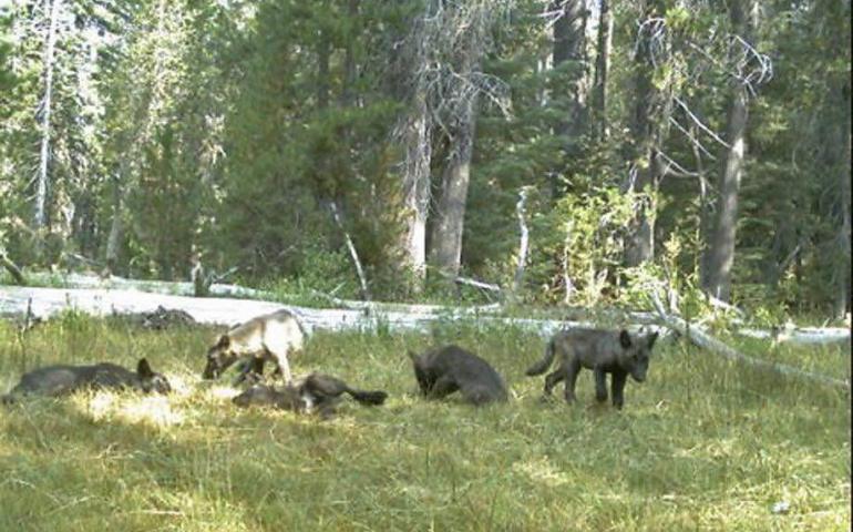 A trail camera image showing the seven wolves known to be in California. Courtesy California Department of Fish and Wildlife.