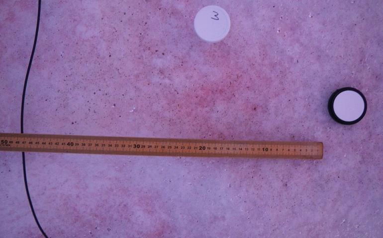 Heat-absorbing red algae on the surface of the Harding Icefield. Photo by Gerard Ganey.