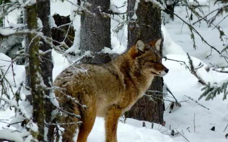 Fairbanks teacher Jim Lokken snapped this image of a coyote he has seen several times near University of Alaska Fairbanks ski trails. Photo by Jim Lokken.