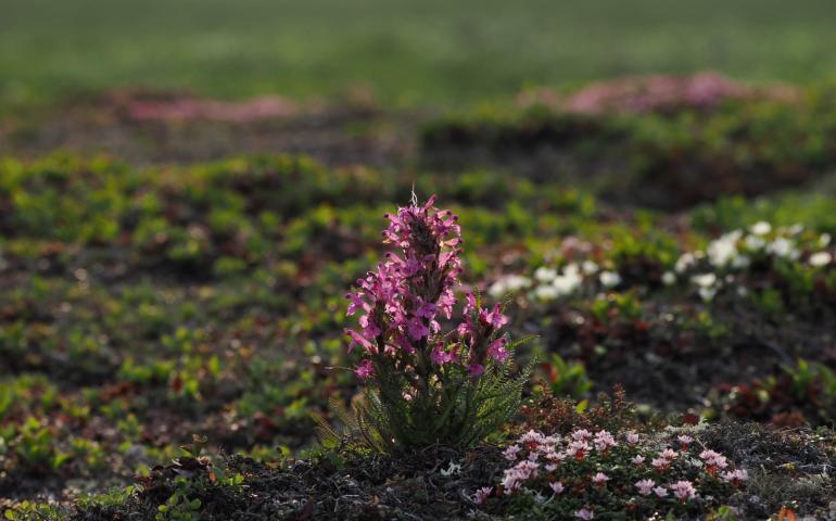 Pink lousewort blooming in an alpine tundra landscape.