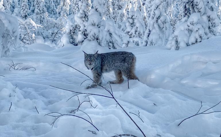 A lynx in Interior Alaska’s Tetlin National Wildlife Refuge. Photo by Alex Ellsworth.