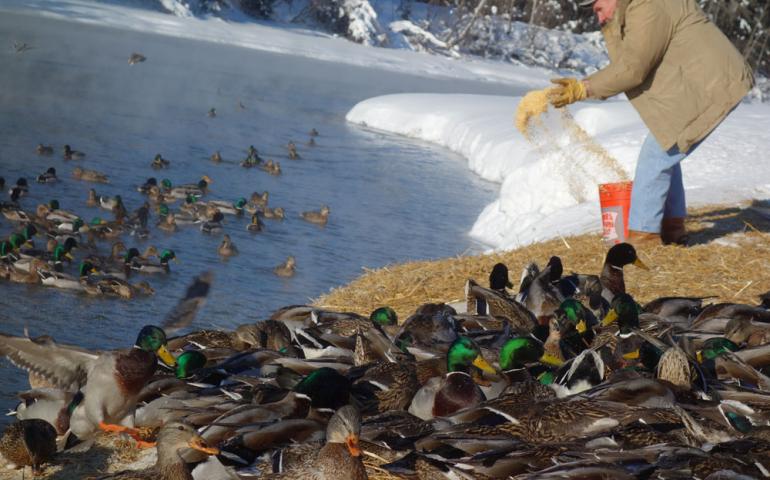 Marv Hassebroek of Fairbanks feeds overwintering ducks a mixture of cracked corn, wheat and vitamin-and-mineral pellets.