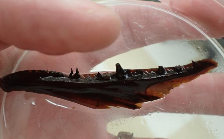 A northern pike jaw more than 8,000 years old found in the bed of Quartz Lake. Photo by Ned Rozell.