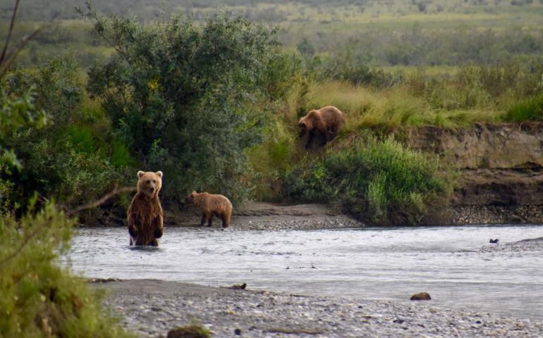 A grizzly bear sow and cubs that are fishing for chum salmon in Gates of the Arctic National Park and Preserve, northern Alaska. National Park Service photo by Matt Cameron.