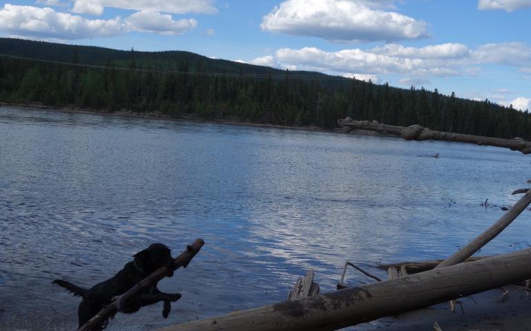 Cora the Lab/blue heeler mix fetches a stick from the Tanana River, one third of the way from Valdez to Prudhoe Bay. Photo by Ned Rozell.