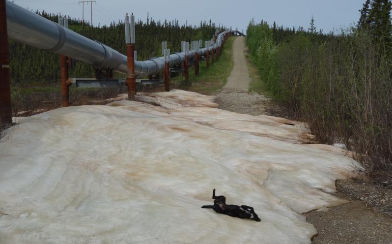 Cora the dog enjoys the coolness of aufeis that endured into June along the section of the Trans-Alaska Pipeline farthest from an Alaska Highway. Photo by Ned Rozell. 