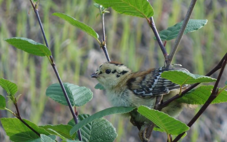 A spruce grouse chick in an alder bush along the path of the Trans-Alaska Pipeline. Photo by Ned Rozell.