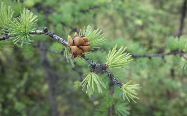Tamaracks have recovered from a larch sawfly invasion of the 1990s. Photo by Ned Rozell.