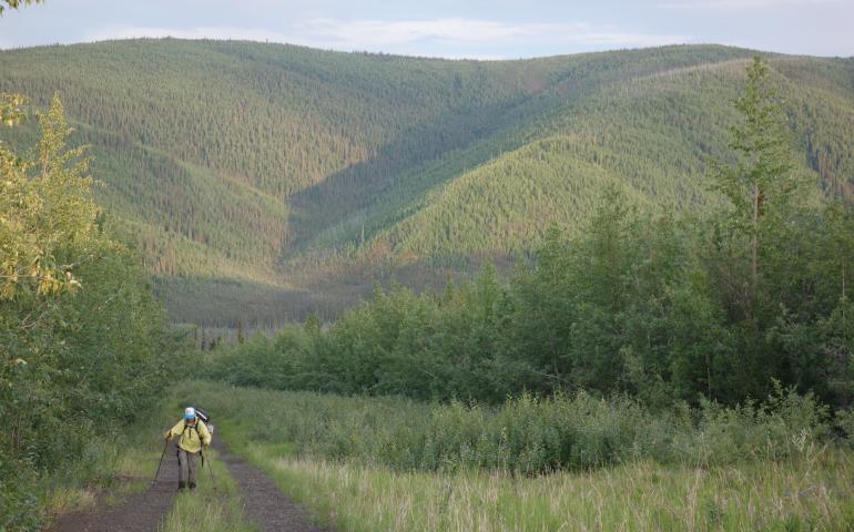 Andy Sterns ascends Isom Creek along the path of the Trans-Alaska pipeline near the Yukon River. Photo by Ned Rozell.