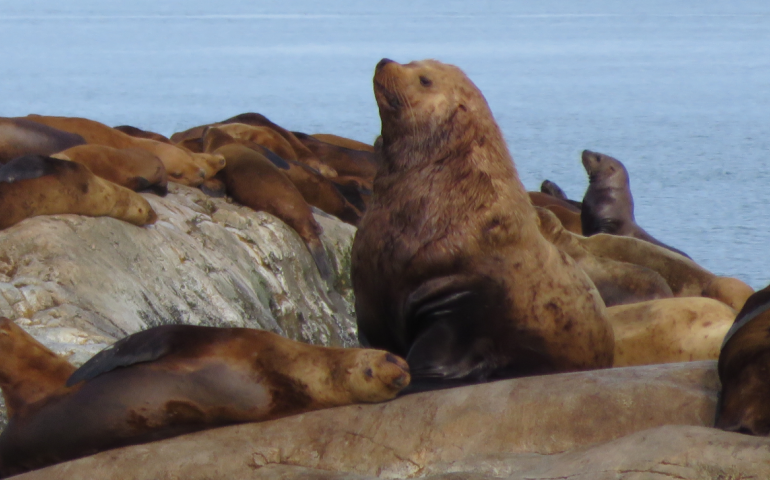A male Steller sea lion amid others on the coast of Alaska in Southeast. Photo by Michell Trifari.