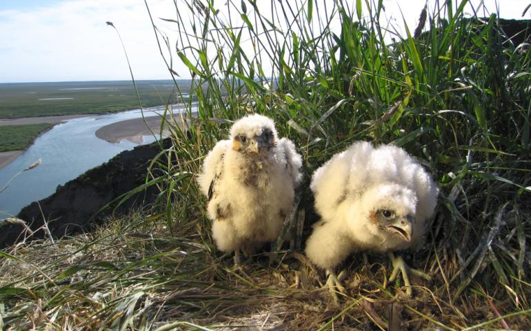 Peregrine falcon chicks on a cliff overlooking the Colville River in northern Alaska. Photo by Ted Swem.