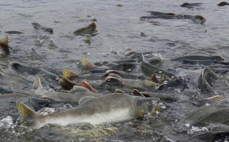 Pink salmon returning in August, 2017, to Port Valdez near the Solomon Gulch Hatchery, where workers release about 230 million salmon smolts to the ocean each year. Photos by Ned Rozell.
