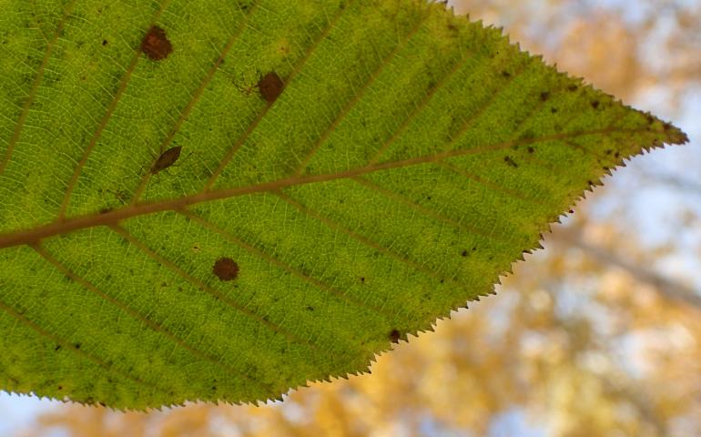 An alder leaf in its mid-September shade. Photo by Ned Rozell. 
