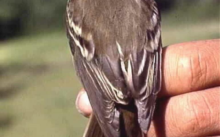  An alder flycatcher. Photo courtesy Alaska Bird Observatory 