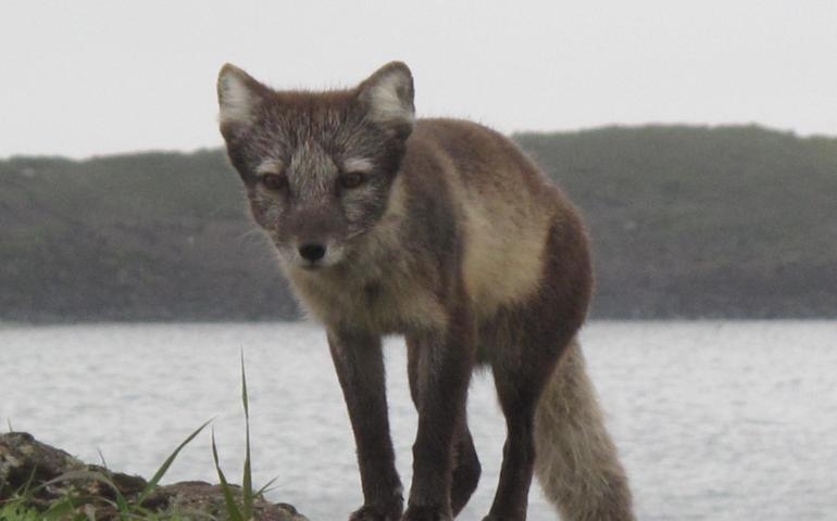 An arctic fox on St. Paul Island. photo by Ned Rozell.