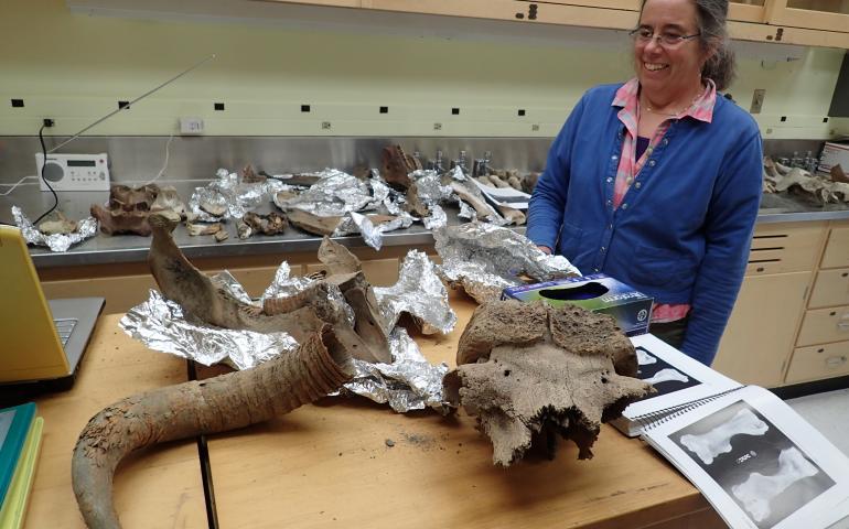 Pam Groves of the University of Alaska Fairbanks looks at bones of ancient creatures she has gathered over the years from northern rivers. The remains here include musk oxen, steppe bison and mammoth. Photo by Ned Rozell.
