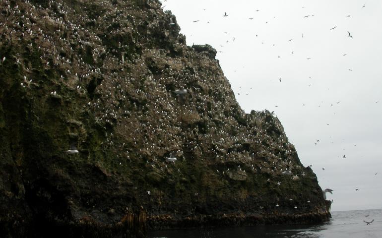 Buldir Island, with its tremendous population of seabirds, is just north of the Aleutian Trench, home to giant earthquakes. Photo by Ned Rozell.