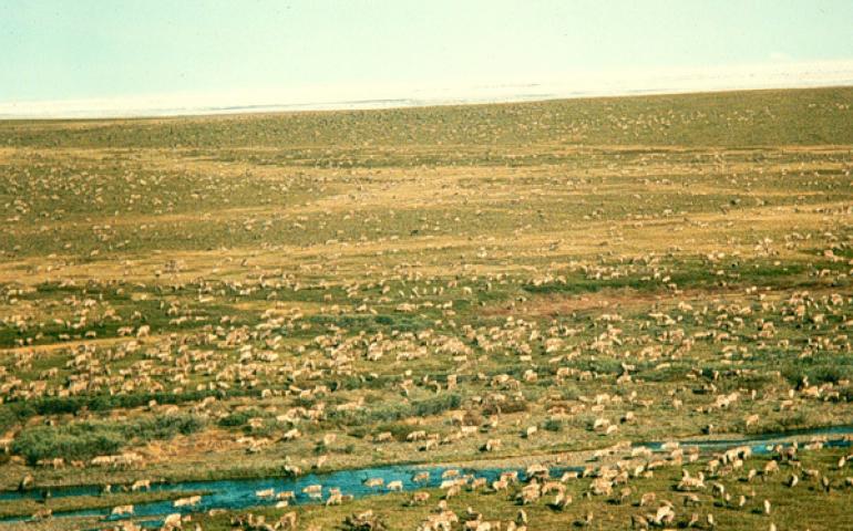  The Porcupine caribou herd in the Arctic National Wildlife Refuge. Photo by Brad Griffith. 