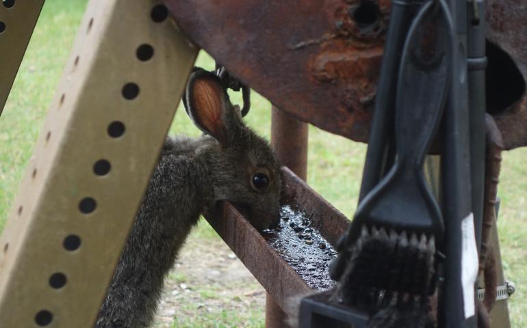 A snowshoe hare in Wiseman licks the drippings tray from Clutch Lounsbury’s grill. Photo by Ned Rozell.