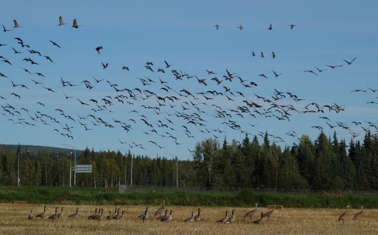 Sandhill cranes and Canada geese in the UAF farm fields, which have been cleared of trees for more than a century. Photo by Ned Rozell.