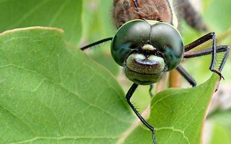 The compound eyes of a sedge darner dragonfly. Each eye is made up of thousands of light-and-motion sensitive units. Photo by Ned Rozell.