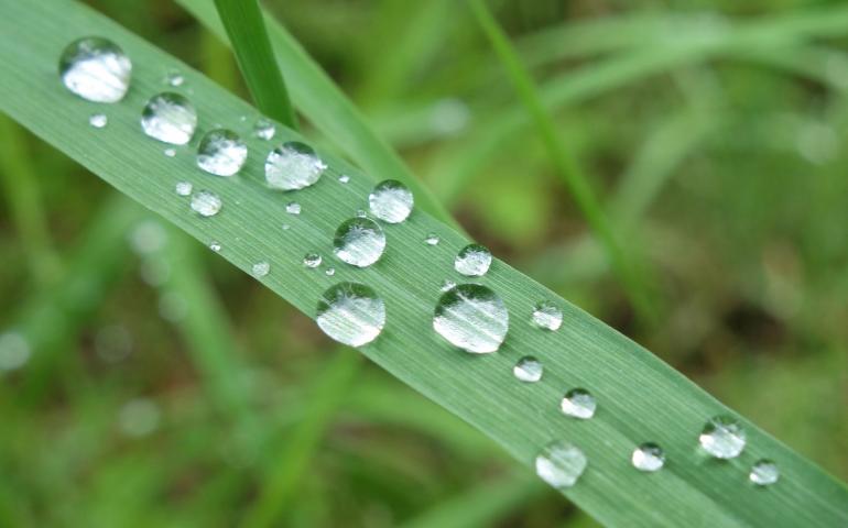 Water droplets on a blade of grass and following a rainy period in Interior Alaska. Photo by Ned Rozell.