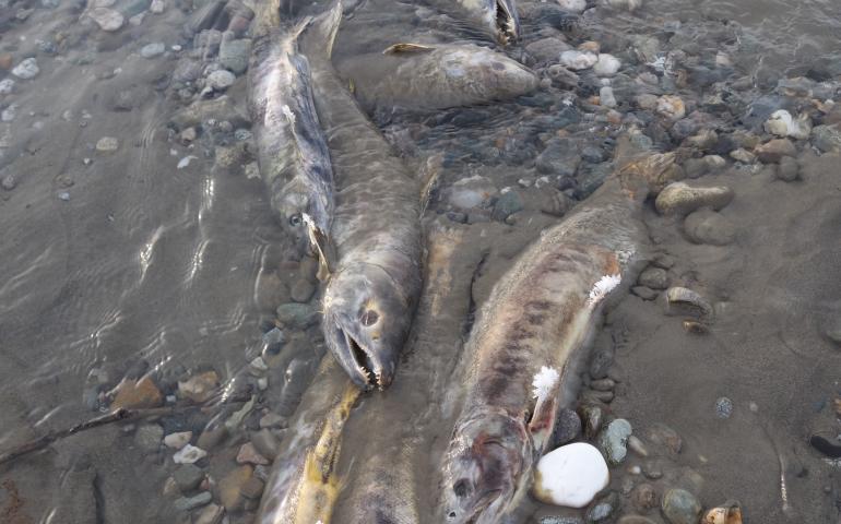 Chum salmon returning in November to spawn in the Delta River where it meets the Tanana River, about 10 miles north of the town of Delta Junction. Ned Rozell photos.