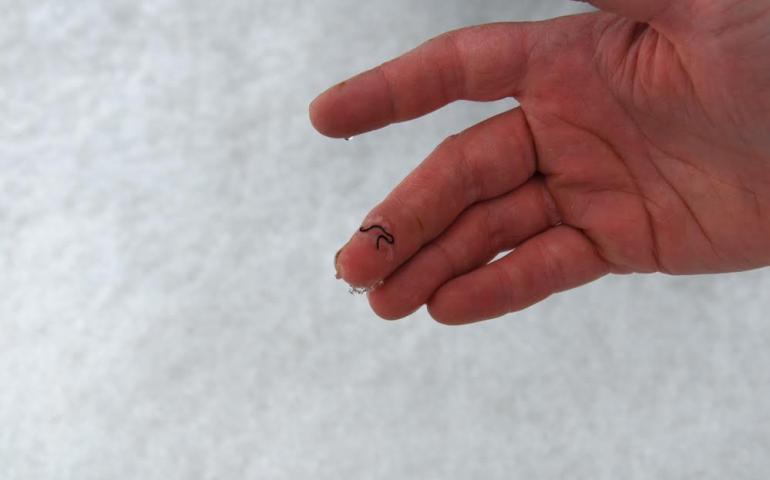 An ice worm on Bering Glacier. Photo by Chris Larsen.