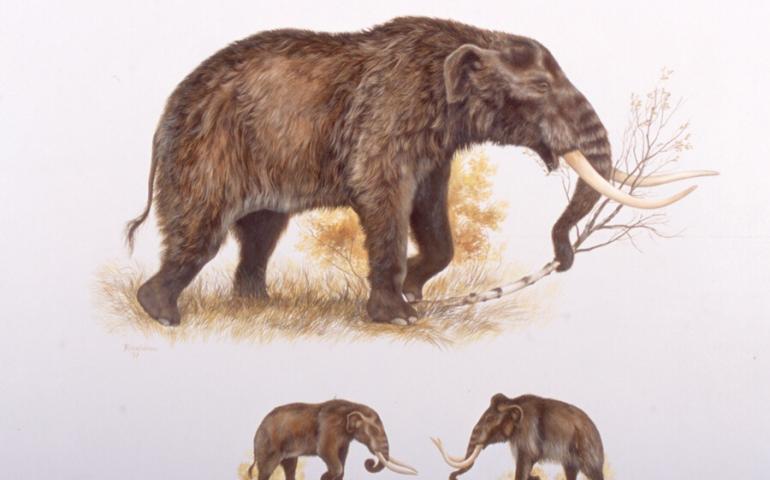 A mastodon, compared beneath to a woolly mammoth. Illustration by George Rinaldino Teichmann, courtesy of Grant Zazula, Yukon Palaeontology Program.