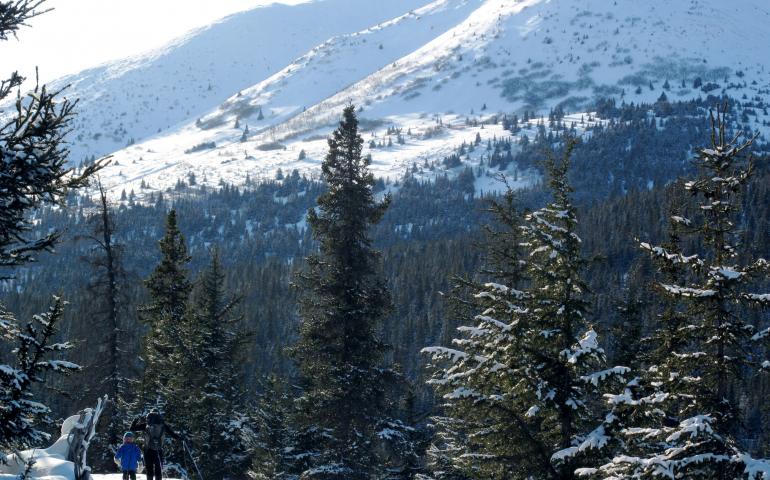 Spruce trees mixed with hemlocks on the Kenai Peninsula. Spruce bark beetles killed 95 percent of mature spruce there in the 1990s. Phot by Ned Rozell.