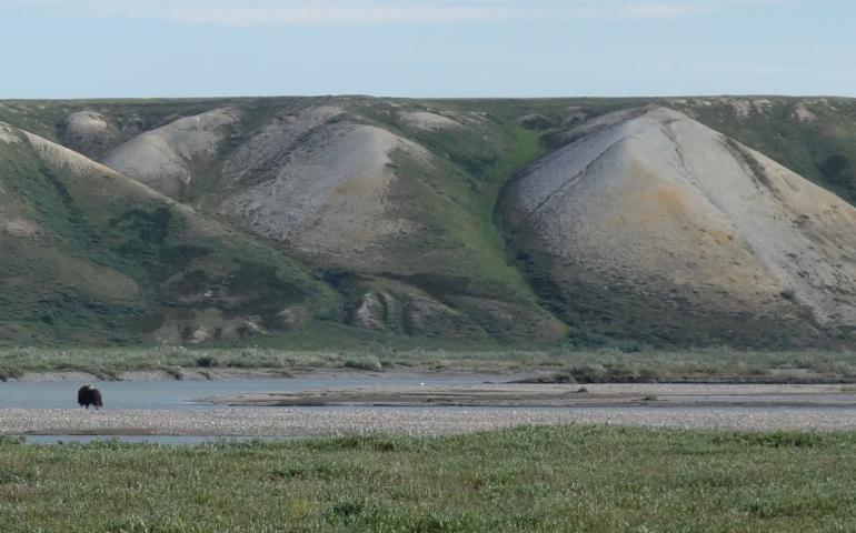 A lone musk ox near Franklin Bluffs and the Sagavanirktok River in northern Alaska. Photo by Ned Rozell.