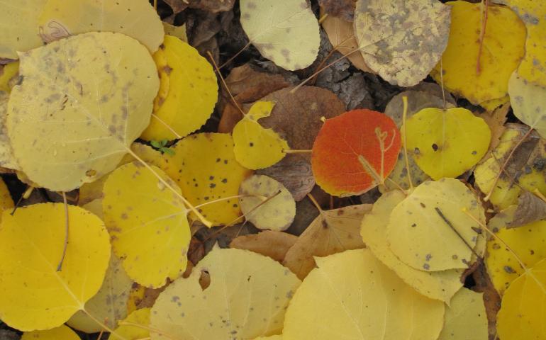 A few aspen trees go their own way, leaves turning red and orange when the majority turn yellow. Photo by Ned Rozell.