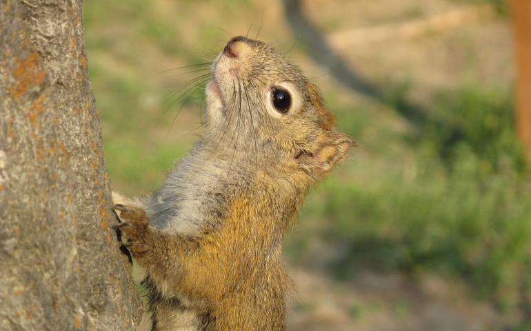 A red squirrel on the University of Alaska Fairbanks campus. Photo by Ned Rozell.