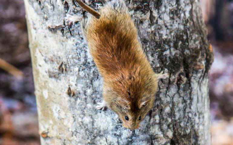 A northern red-backed vole climbing down a tree. UAF photo by Todd Paris.