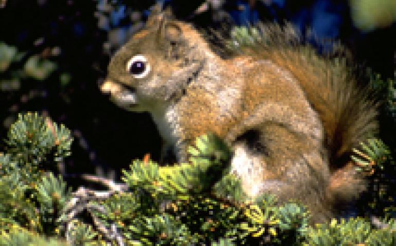 T. Karels photo of a red squirrel.