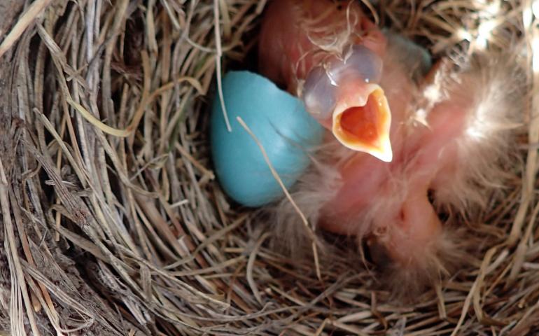 A robin chick in a nest near the middle fork of the Chandalar River. Photo by Ned Rozell.