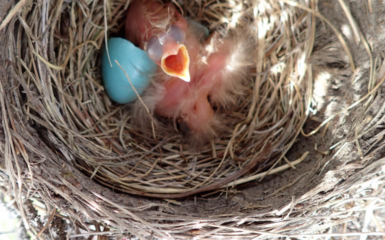 The sense of smell is important for birds, like these robin chicks and this spruce grouse. Photos by Ned Rozell.