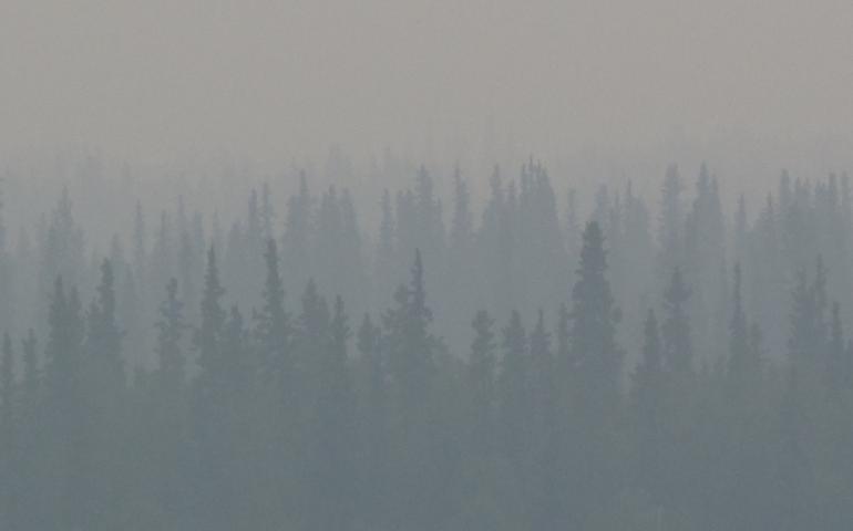Burned Alaska forest might be the start of a different ecosystem. Photo by Ned Rozell.