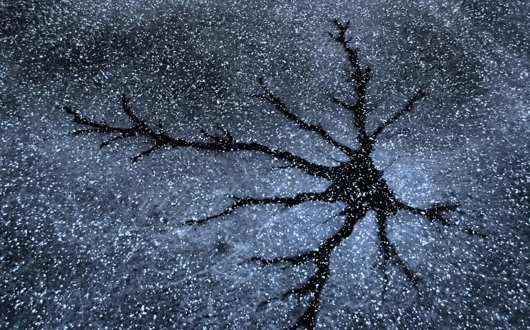 A lake star on Smith Lake in interior Alaska. Photo by Ned Rozell.