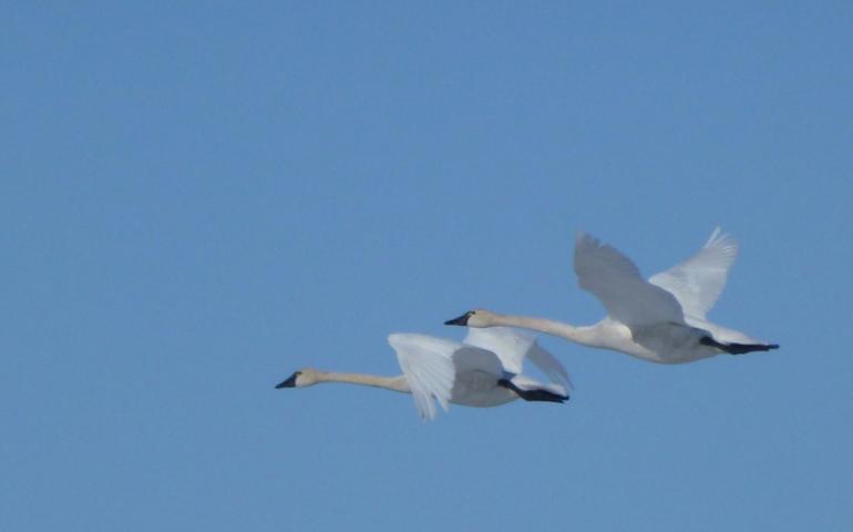 Tundra swans in flight in western Alaska. Photo by Craig Ely.