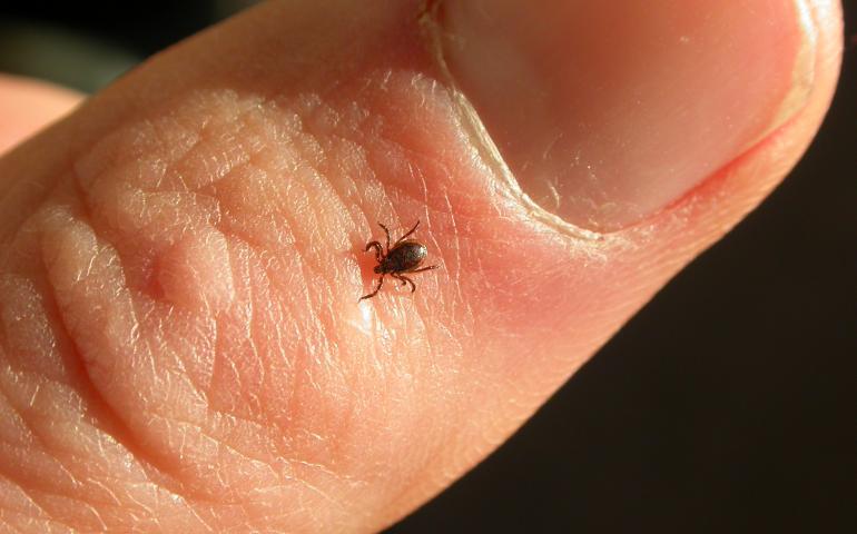 Tick on a human thumb. 