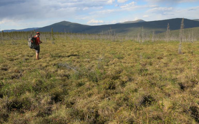 Jay Cable of Fairbanks walks through field of tundra plants in northern Alaska. Photo by Ned Rozell.