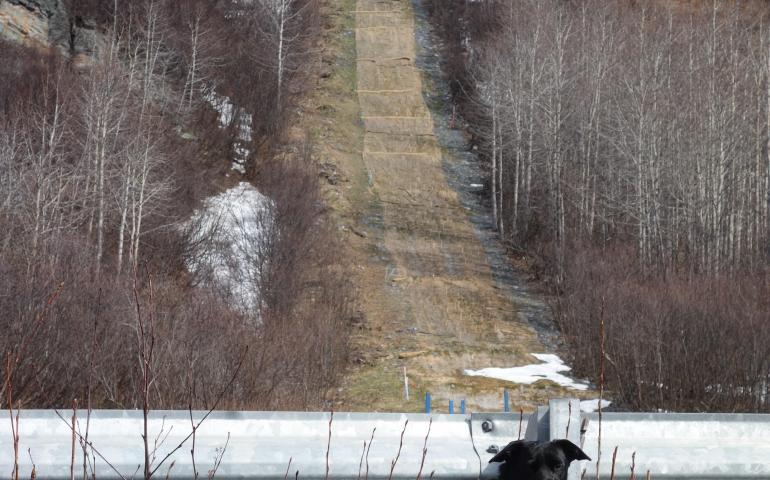 Cora the lab/blue heeler mix deciding to avoid the pipeline's path up Thompson Pass northeast of Valdez. She and Ned Rozell walked the Richardson Highway instead. Photo by Ned Rozell.