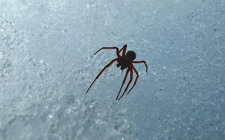A spider on the Alaska snowpack in the Copper River valley. Photo by John Tierney.