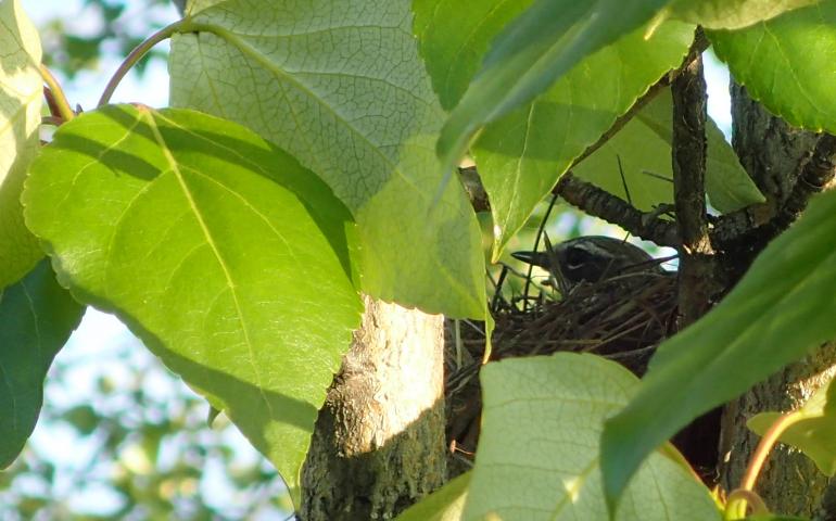 A yellow-rumped warbler sits on a nest near the Middle Fork of the Chandalar River.