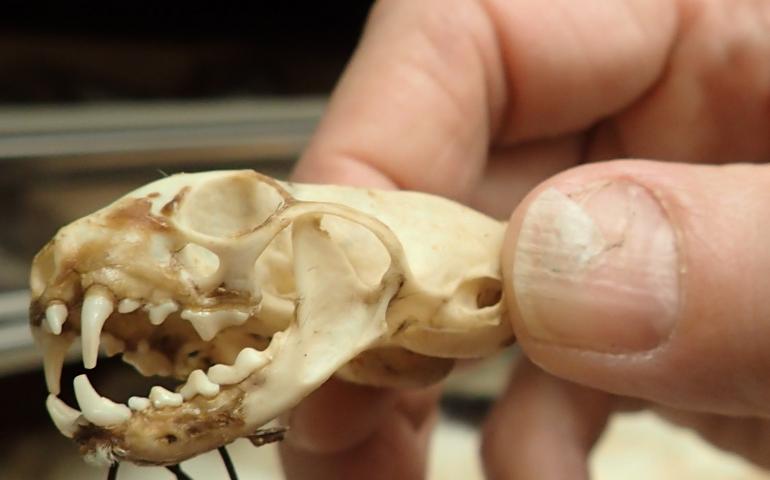 Link Olson holds the skull of an ermine collected from 15,000 feet on Denali.