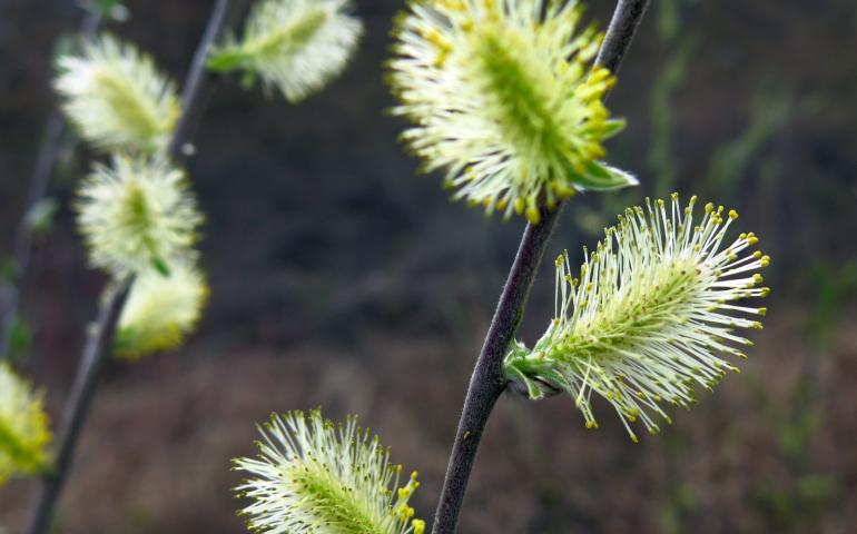 Fast-growing trees like these willows pull carbon dioxide from the atmosphere while adding oxygen. Photo by Ned Rozell.