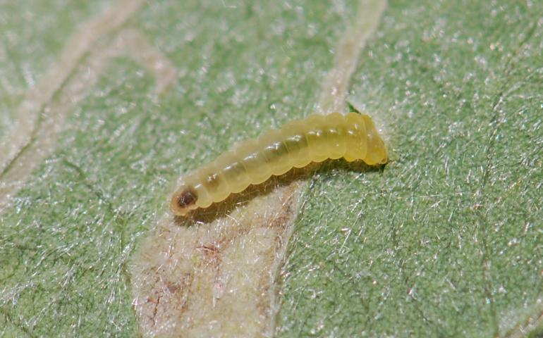 The larval stage of a willow leafblotch miner begins to feed on a willow leaf. Photo by Diane Wagner.